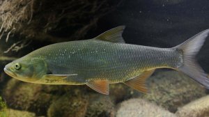 Жерех не пуганный. 2 раза выходил, оба раза видел.