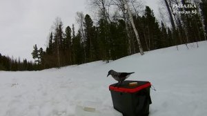 Лесная красавица. Пернатые друзья на рыбалке. Зимняя рыбалка 2020.