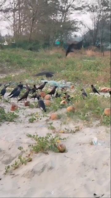 Воронье царство