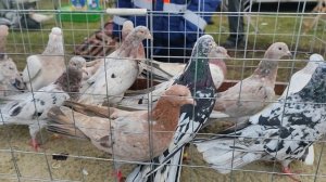 7.12.2025г Ярмарка Хатукай, Усть -Лабинск ч.3