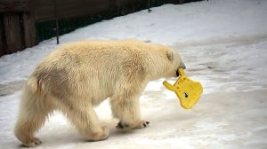 Медвежата Белка и Стрелка придумывают себе развлечения, пока воды в бассейне нет!