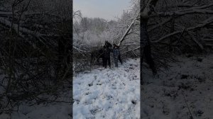 Выкупил пол табуна коней