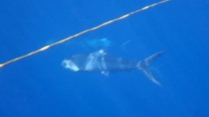 Ханос Milk Fish