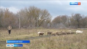 Многодетная семья Котовых из Прохоровского округа благодаря соцконтракту развивает ЛПХ