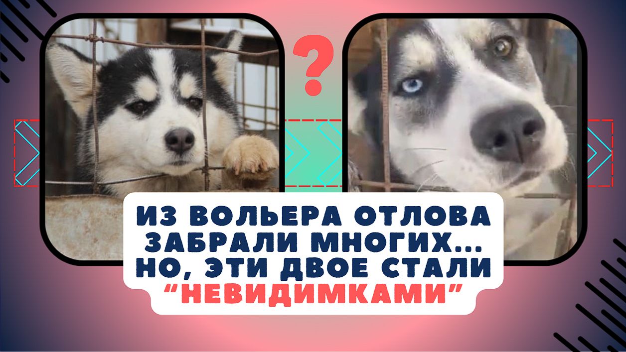 Два взгляда — целая история боли и надежды! #хаски #спасение