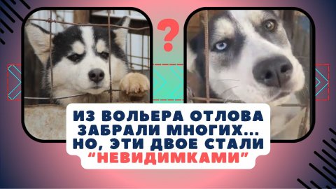 Два взгляда — целая история боли и надежды! #хаски #спасение