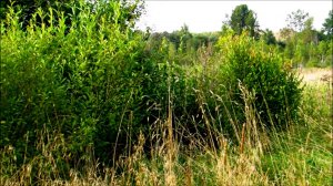 Травы-травы