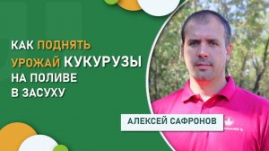 Как поднять урожай кукурузы на поливе в засуху | АПК «Кубаньхлеб»
