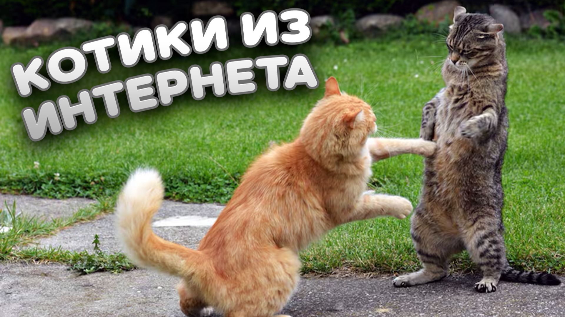 😹 Смешные котики из интернета. ⚡ Зарядись позитивом