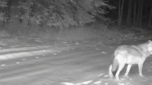 🐺 фото ловушка