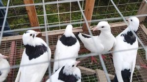 7.12.2025г Ярмарка Хатукай, Усть -Лабинск ч.2