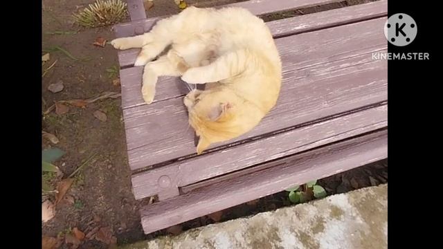 Не пустили гостей/готовим участок к сезону