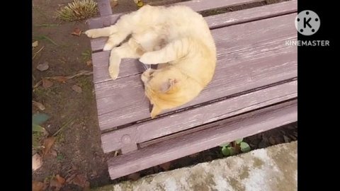 Не пустили гостей/готовим участок к сезону