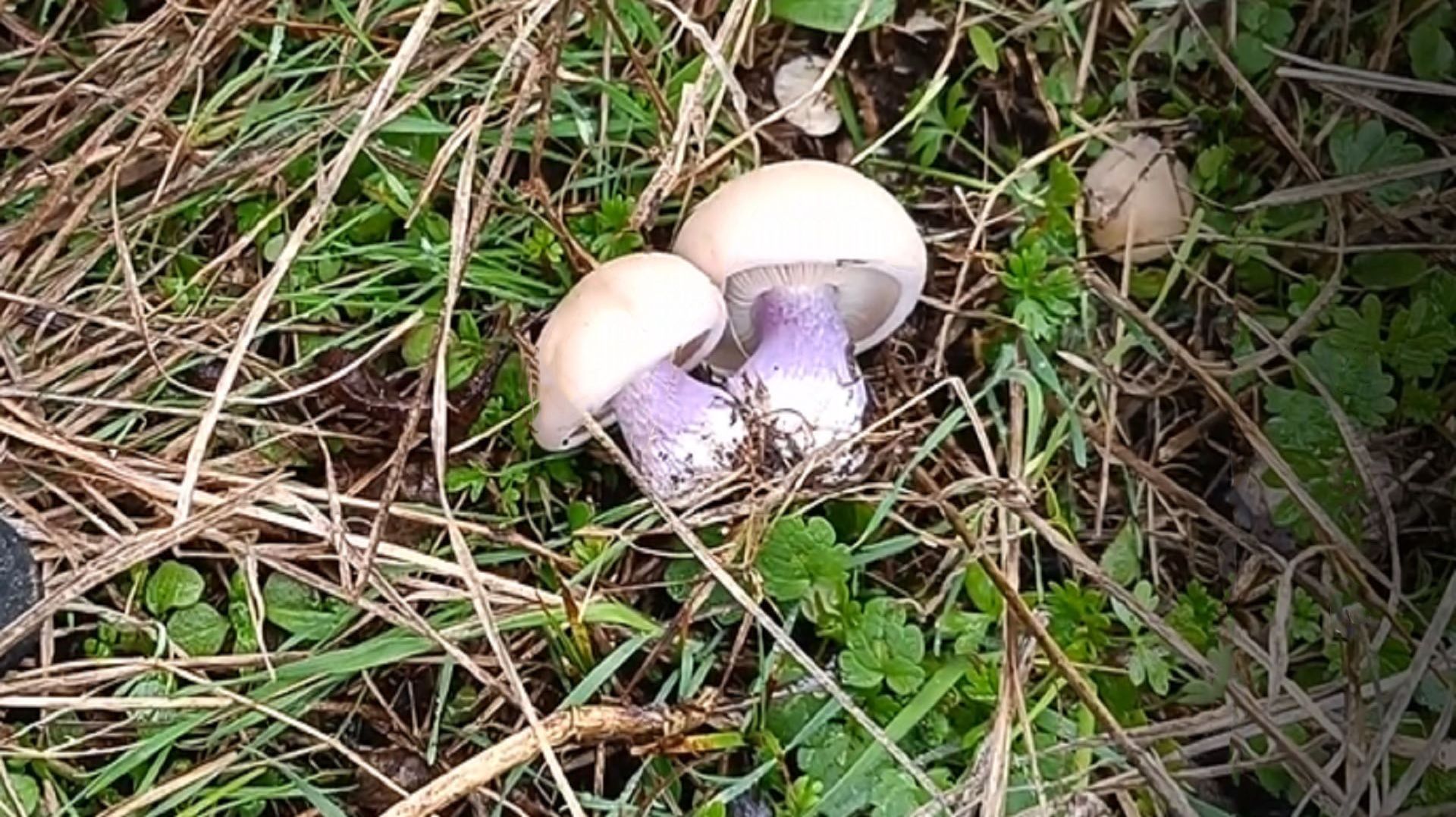 закрытие грибного сезона 2025, синеножка еще есть. смотреть онлайн