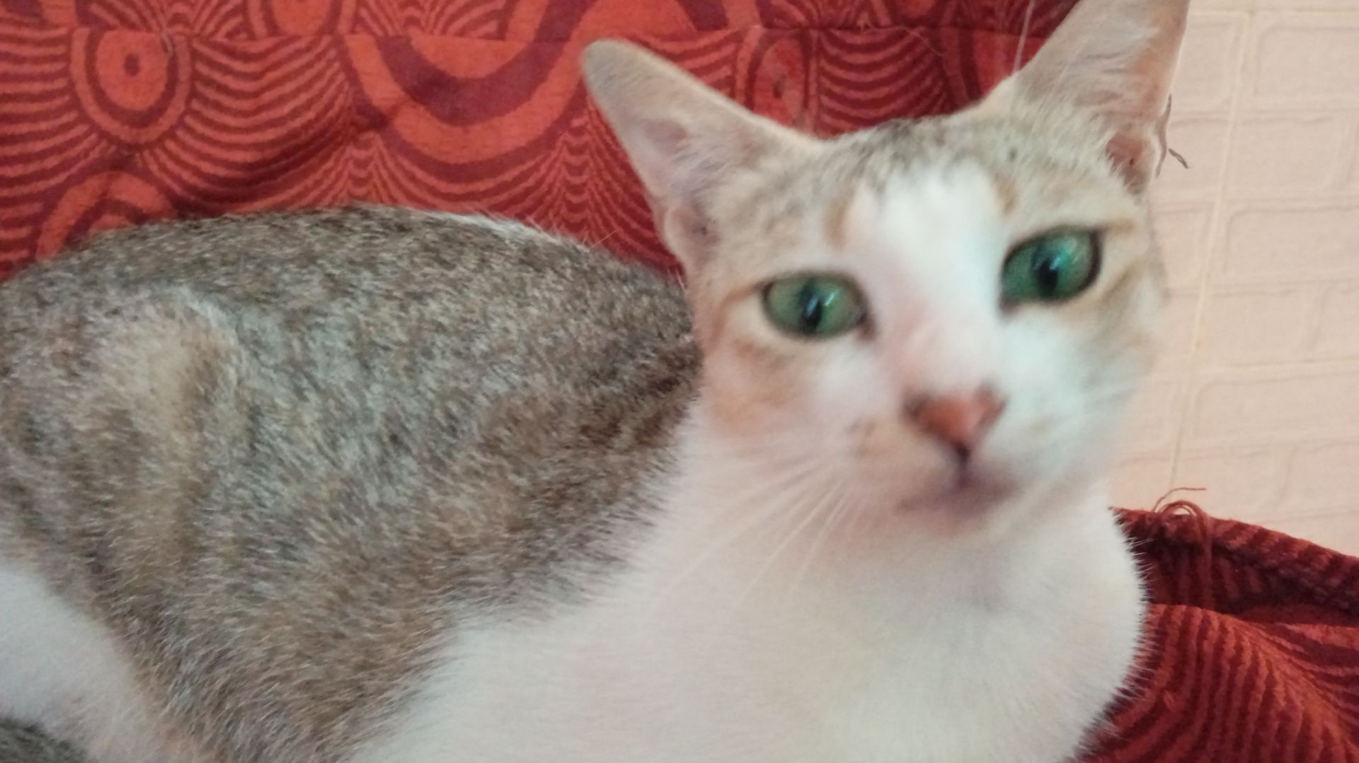 Индия,Гоа,наш животный мир!,,🦈🪲🙊 смотреть онлайн