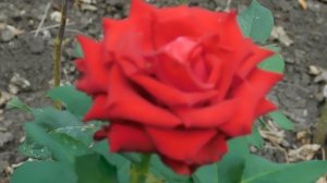 ВИДЕО  ПВН  ББ   (727)