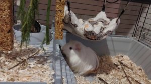 Морская свинка очень любит сидеть в доме ,и кушать лакомства разные