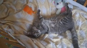 Спят усталые игрушки