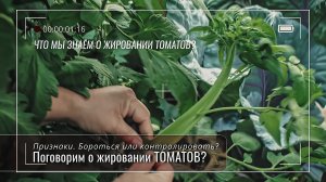 Жирование томатов, что мы о нем знаем? Много, что собрали из разных видео за 2025 год (ЮФО)