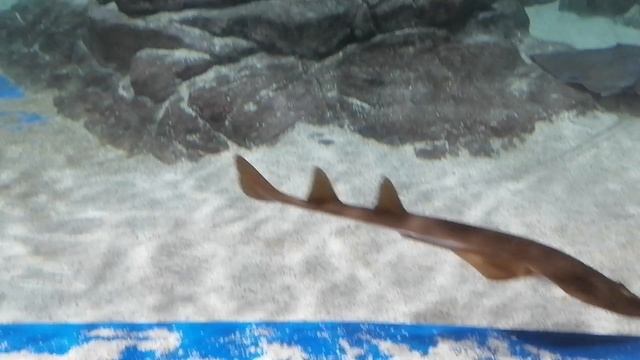 На скатов приятно посмотреть