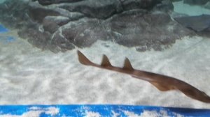 На скатов приятно посмотреть