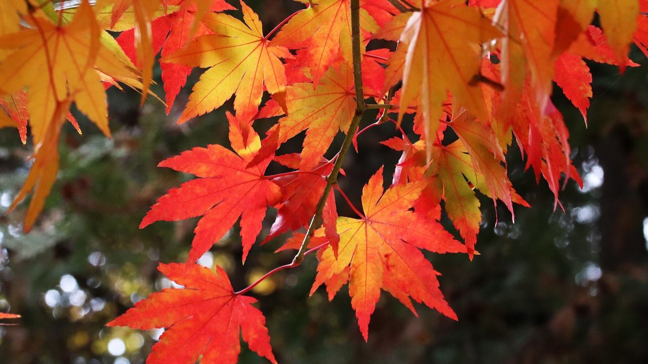 Листья жёлтые.