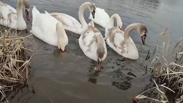 1211 смотреть онлайн