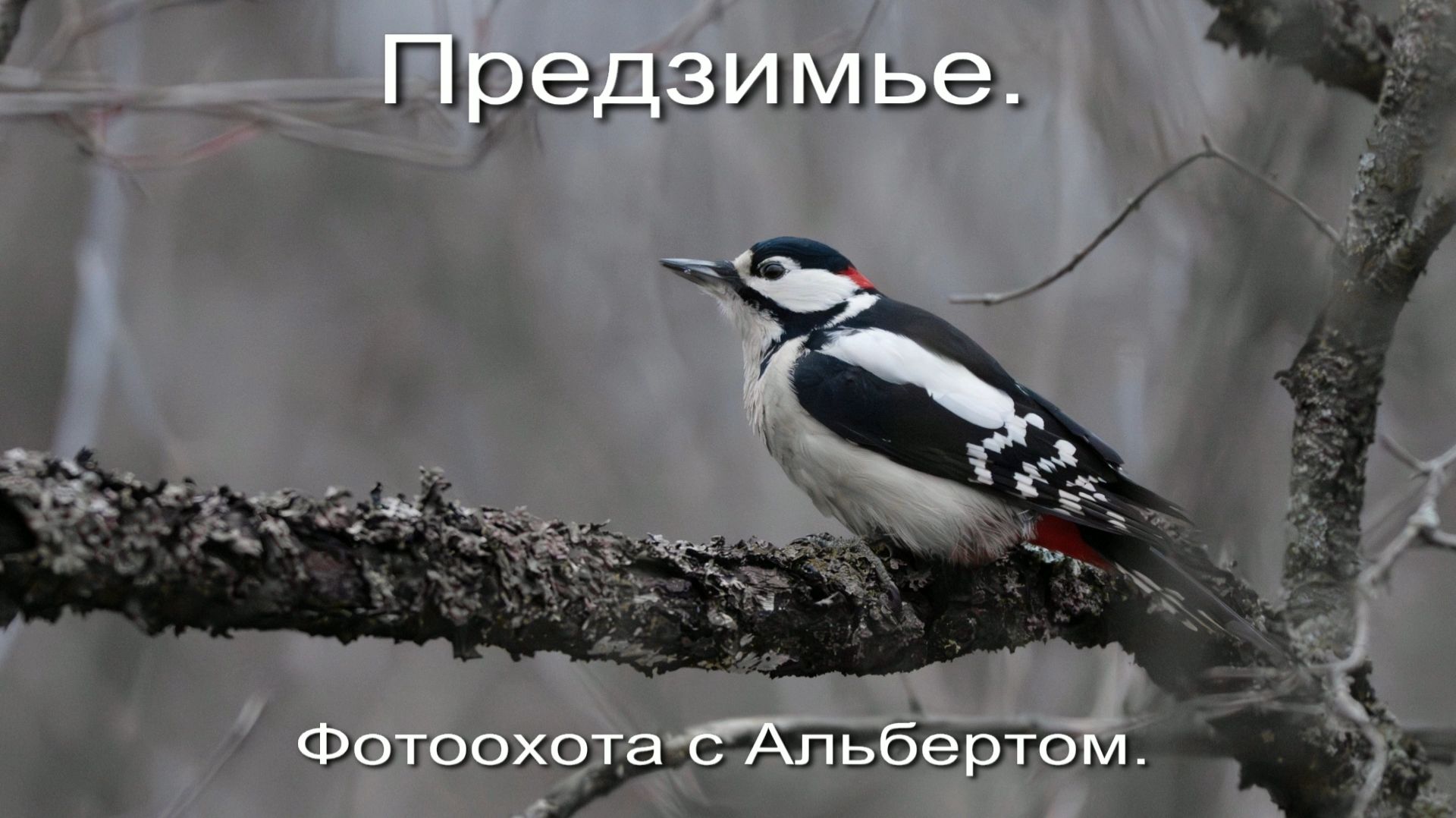 Фотоохота с Альбертом. Предзимье.