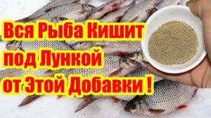 Вся Рыба Прет на Эту Добавку! Лови сколько Хочешь. Карась Лещ Плотва