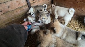 Щенкам сырой рыбы