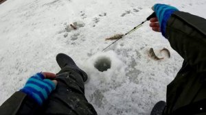 БЛЕСНА vs БАЛАНСИР! БЛЕСНЕНИЕ КРУПНОГО ОКУНЯ на МЕЛЯКАХ! Первый лёд 2025-26. Нашел активного окуня!