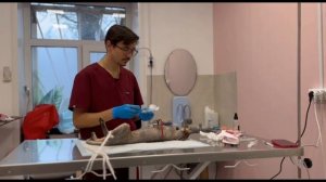 Хвостатый госпиталь