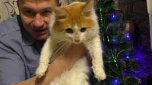 УКРАСИЛ ЁЛКУ И ПРИГОТОВИЛ УЖИН И ЗАВТРАК!