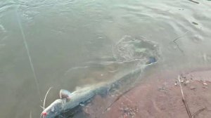 сомёнок на воблер