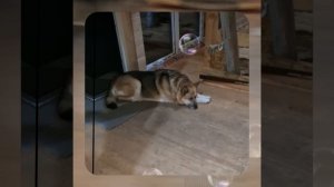 1000042081.mp4 (Собака смотрит на монтаж электропроводки (монтаж п/переключателя) в доме А-фрейм)