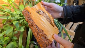 Мелкая проныра, ветреные дни и диковинки в Совешне