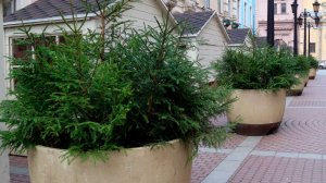 Вазоны с новогодними елями расставили по всему Санкт-Петербургу в преддверии праздника