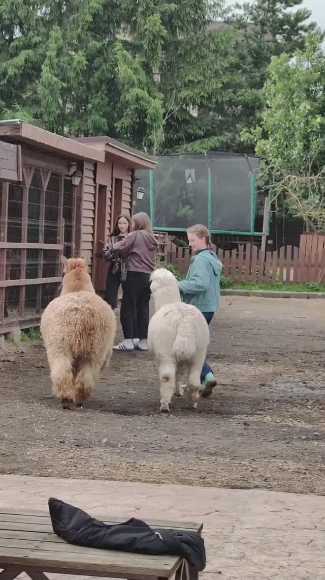 Сергей и Алиса | История двух сердец | Воспоминания на всю жизнь | Ранчо Авенсис | Часть 2