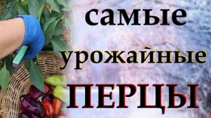 Обзор самых урожайных перцев