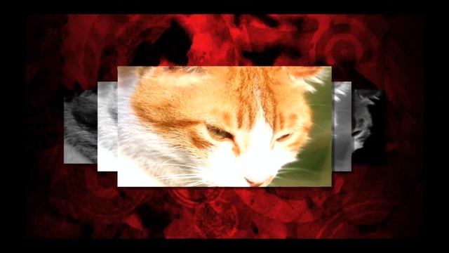 DBlack - Slow Shooting Stars