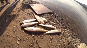 Рыбалка на хариуса. Ангара 2024.