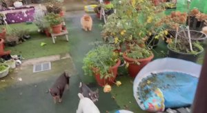 К погоде привыкают, но гулять по долгу не хотят.