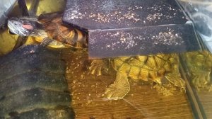 Три минуты анекдотов от умной колонки Маруся . Красноухие черепахи 🐢  сегодня 11-12-2025