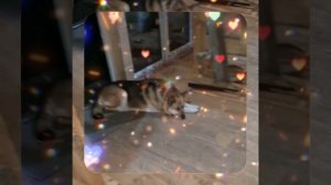 1000042076.mp4 (Собака смотрит на монтаж электропроводки (монтаж п/переключателя) в доме А-фрейм)