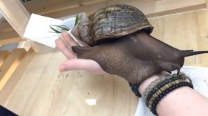 Ахатина-самая большая улитка в мире.