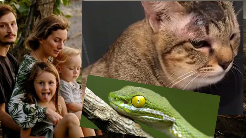 Кошка Мася спасла семью от ядовитой змеи смотреть онлайн