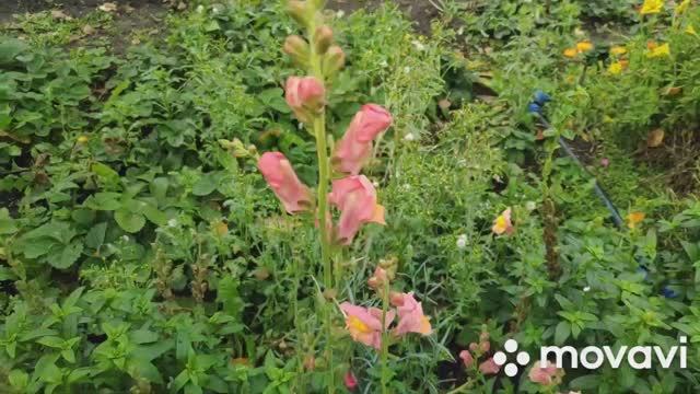 Дача готова! Жарим, копаем. Она теперь будет жить дома.