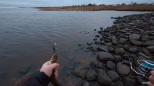 Скромное закрытие сезона открытой воды на реке Волхов. Спиннинг.