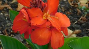 ВИДЕО  ПВН  ББ   (706)