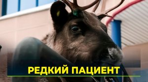 В городскую ветеринарную клинику на приём пришёл олень